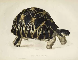 Strahlenschildkröte